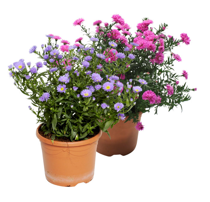 Höstaster Hybrid Ø15 cm
